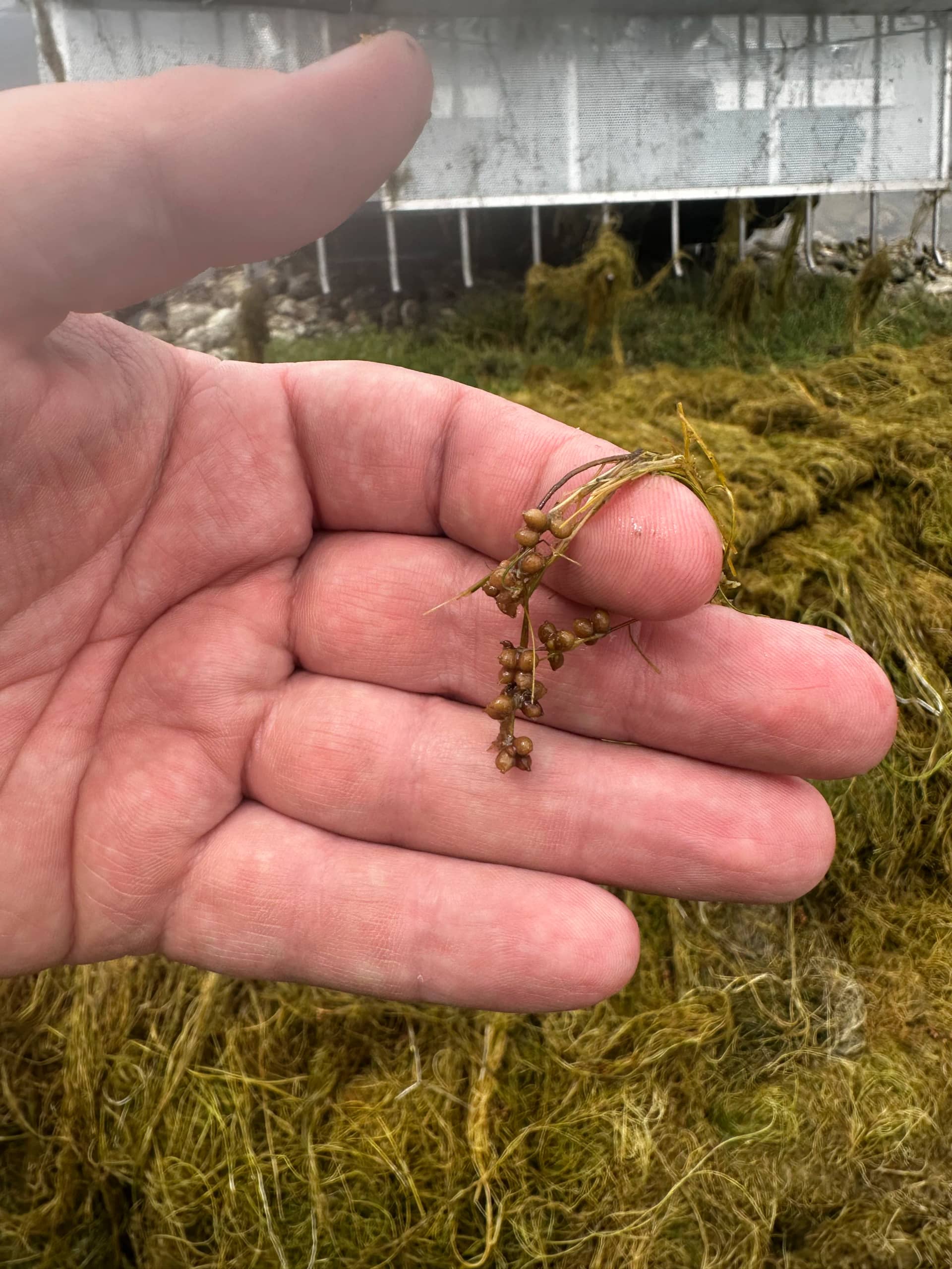 Shoreline repair by The Water Raptor