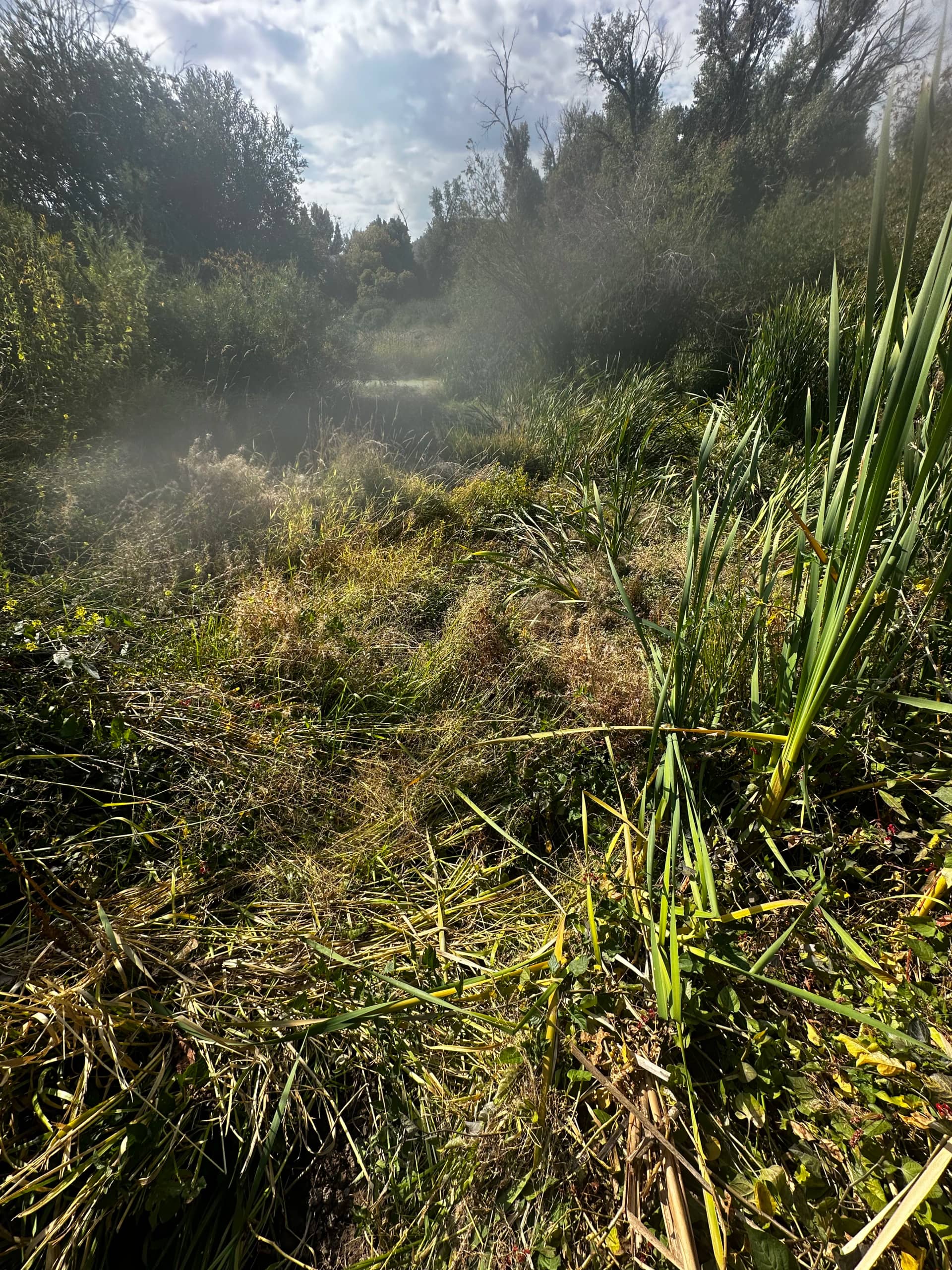 Harvesting clarity by The Water Raptor