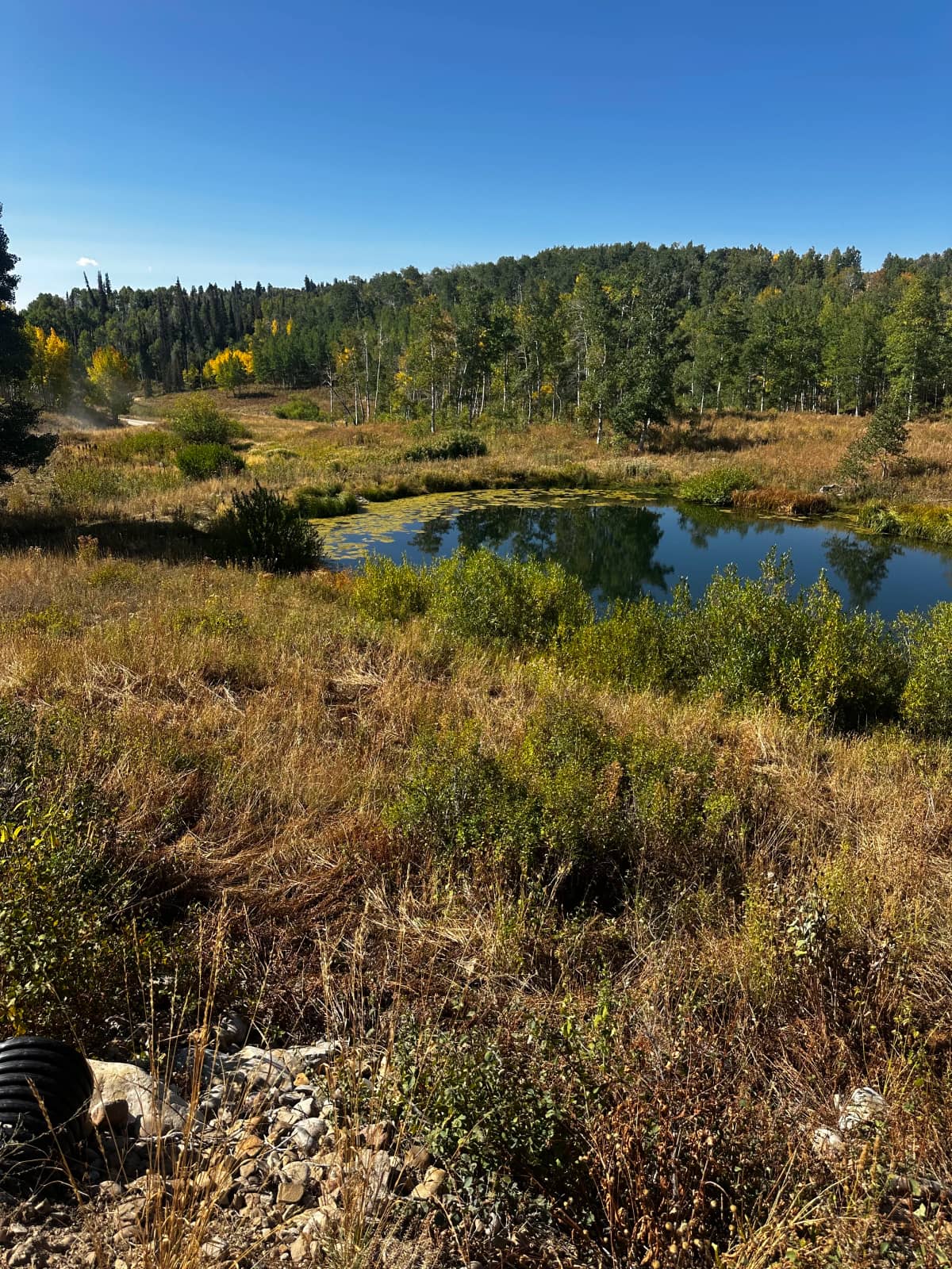 Clean lake edge after removal