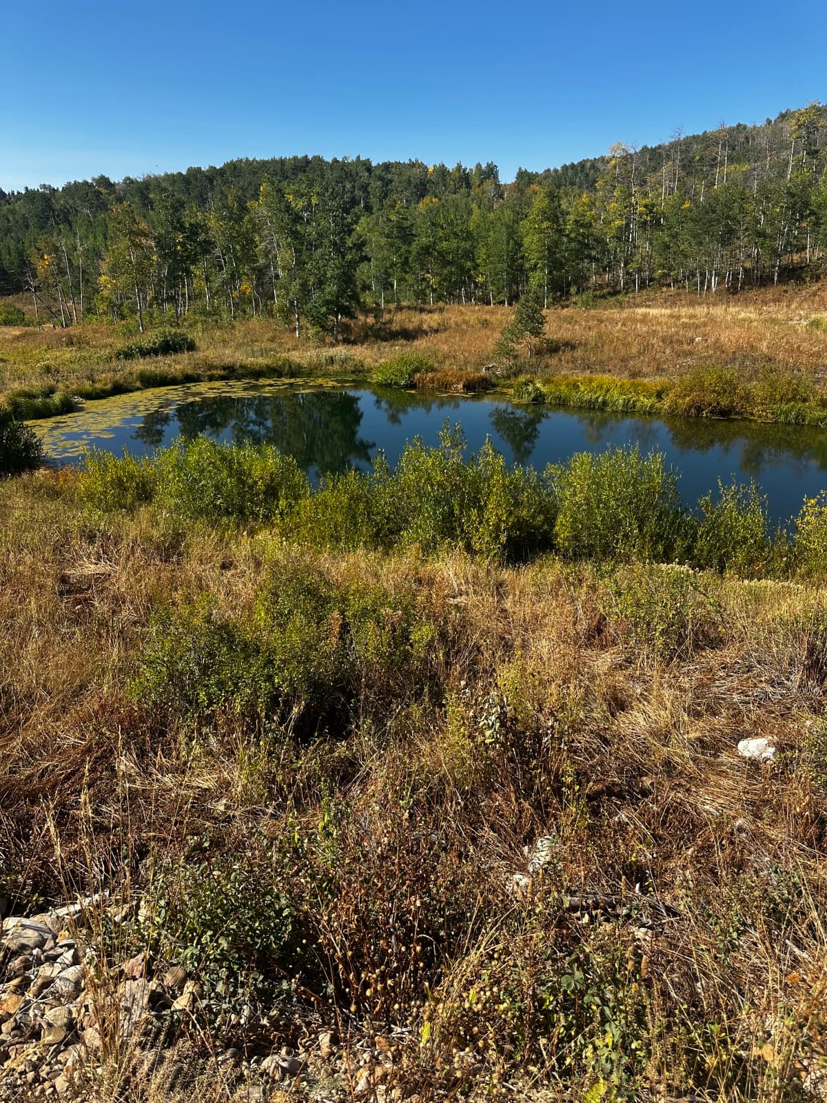 Water Raptor on canal