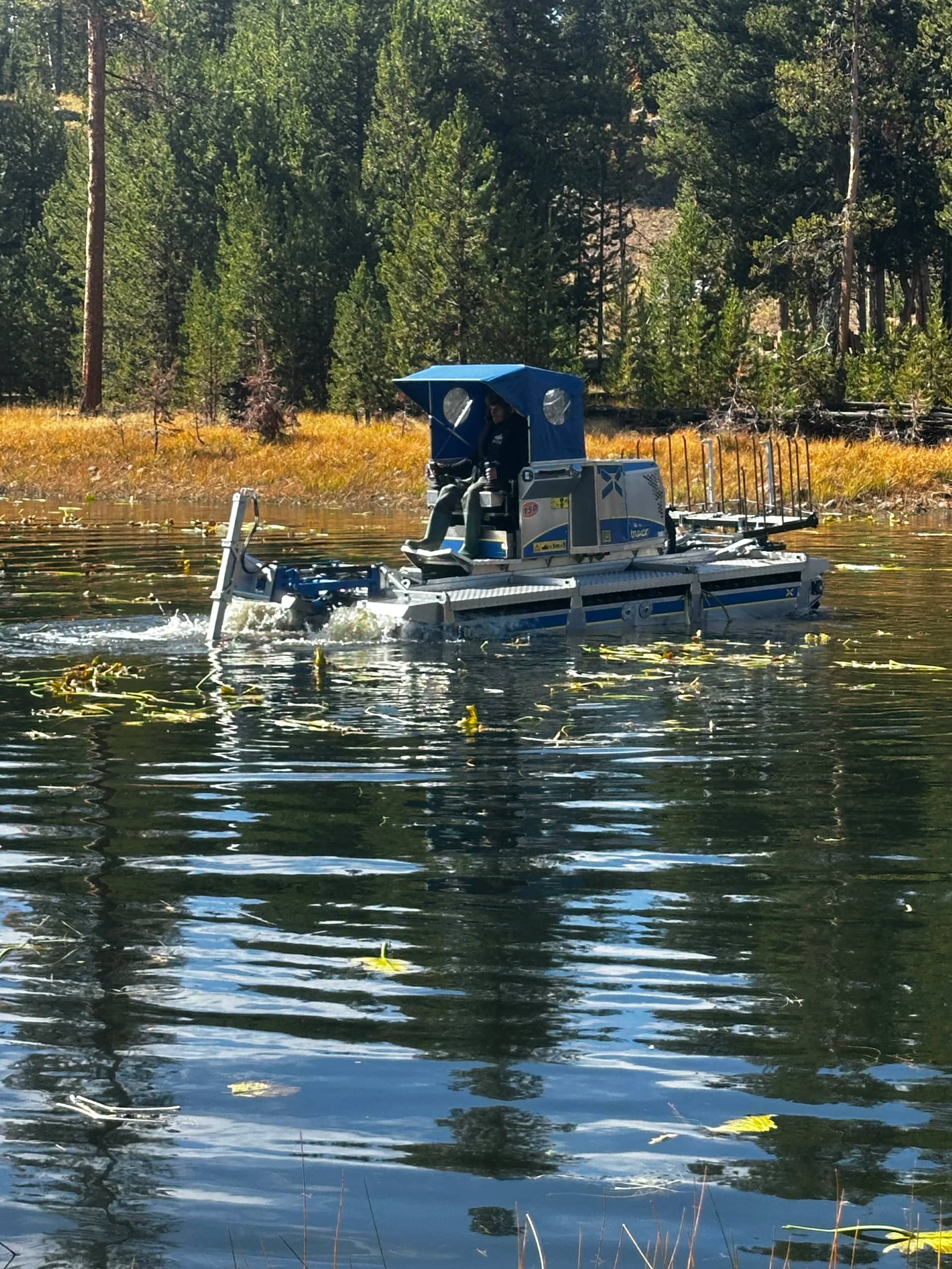Invasive reed bed by The Water Raptor