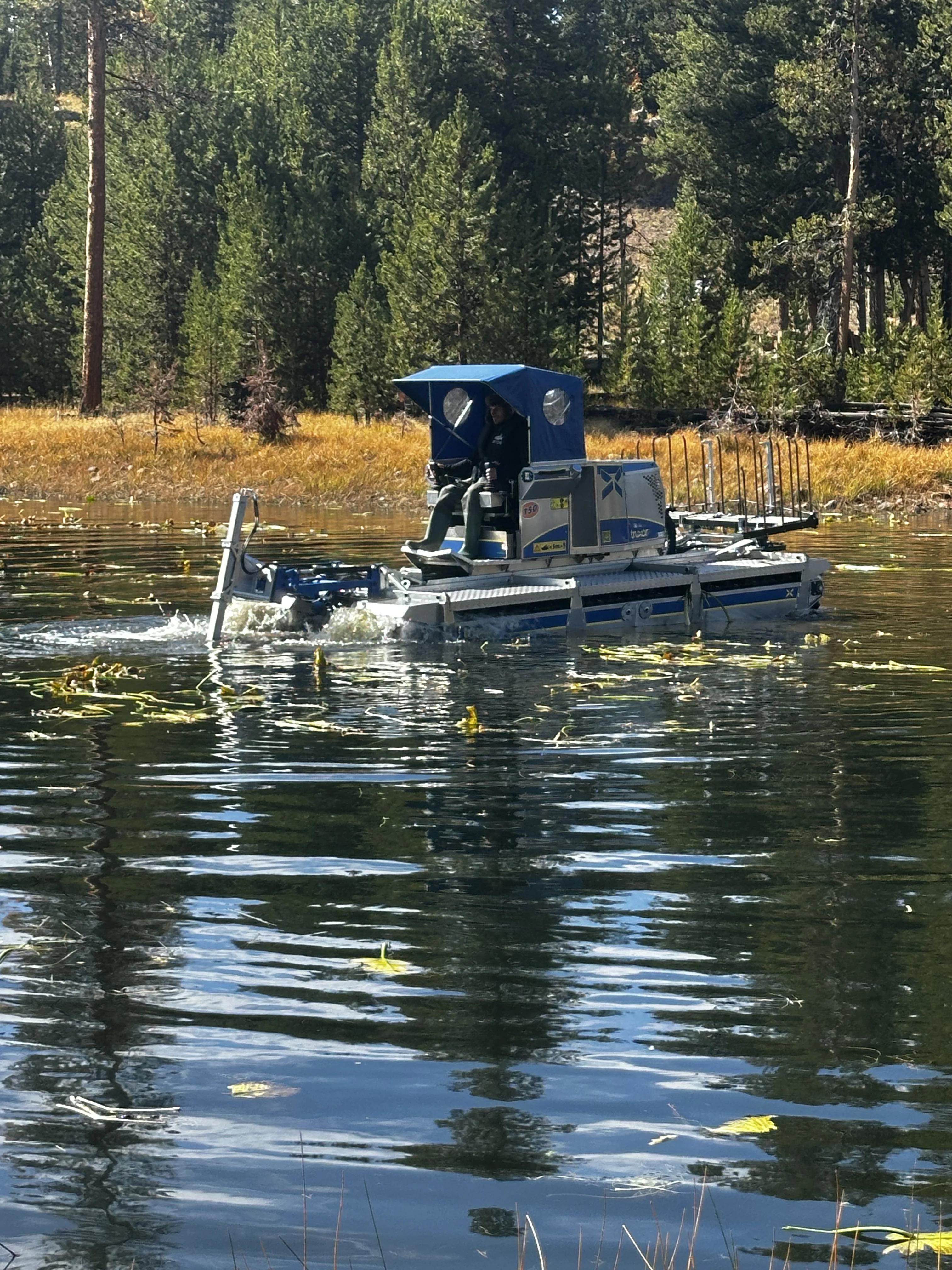 Invasive reed bed by The Water Raptor