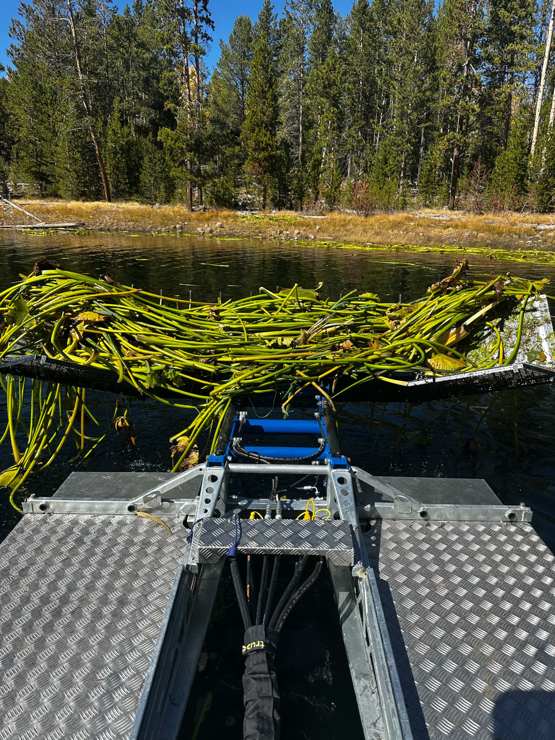 Harvesting dense cattails with The Water Raptor: the field playbook