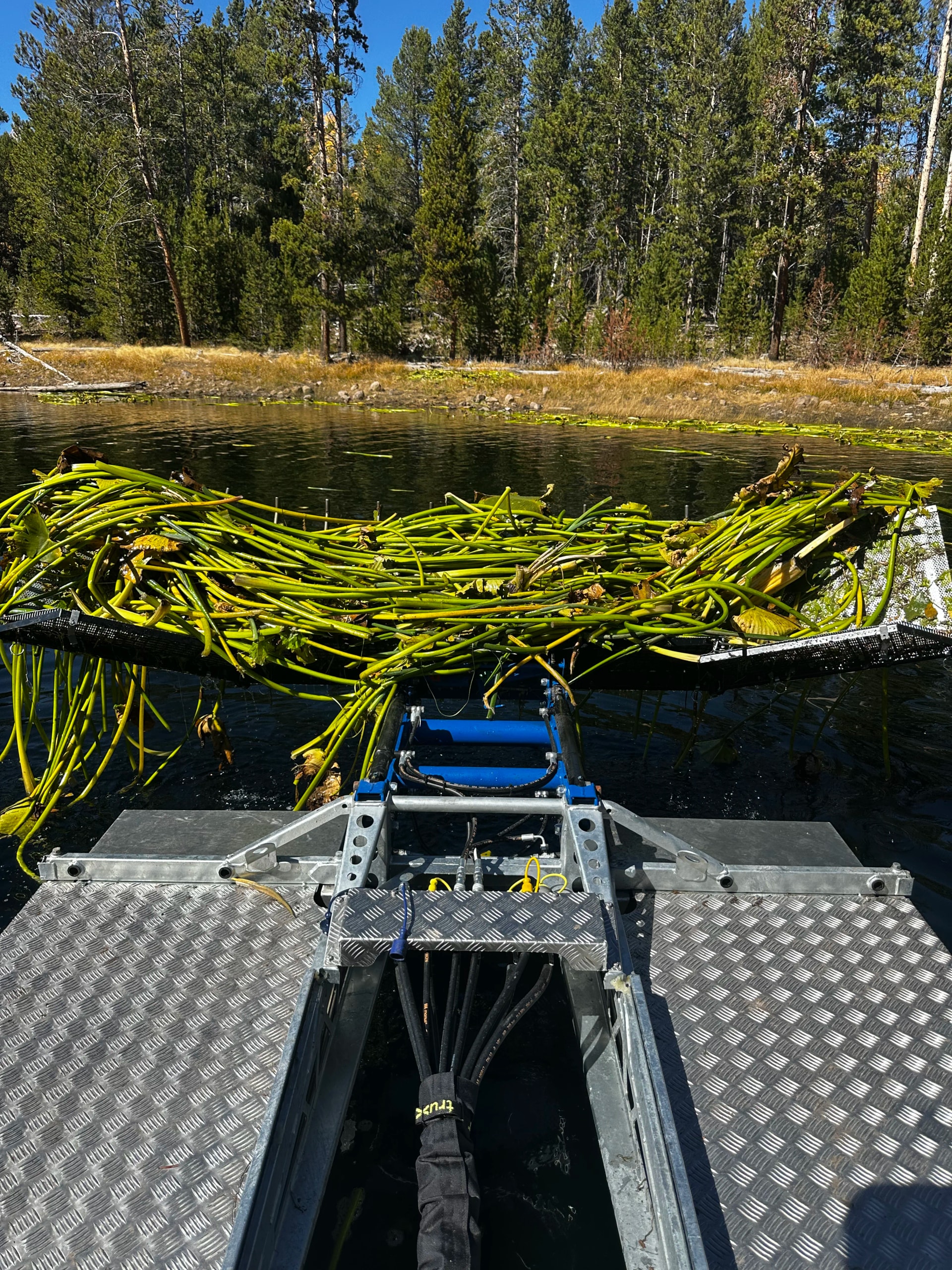 Harvesting dense cattails with The Water Raptor: the field playbook