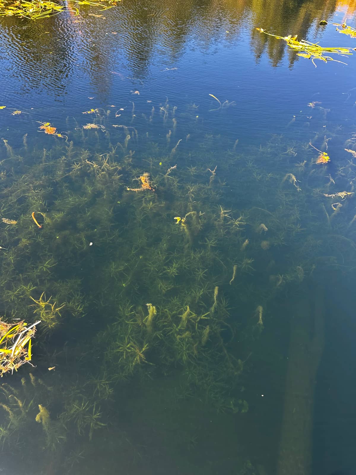 Shoreline biomass piles