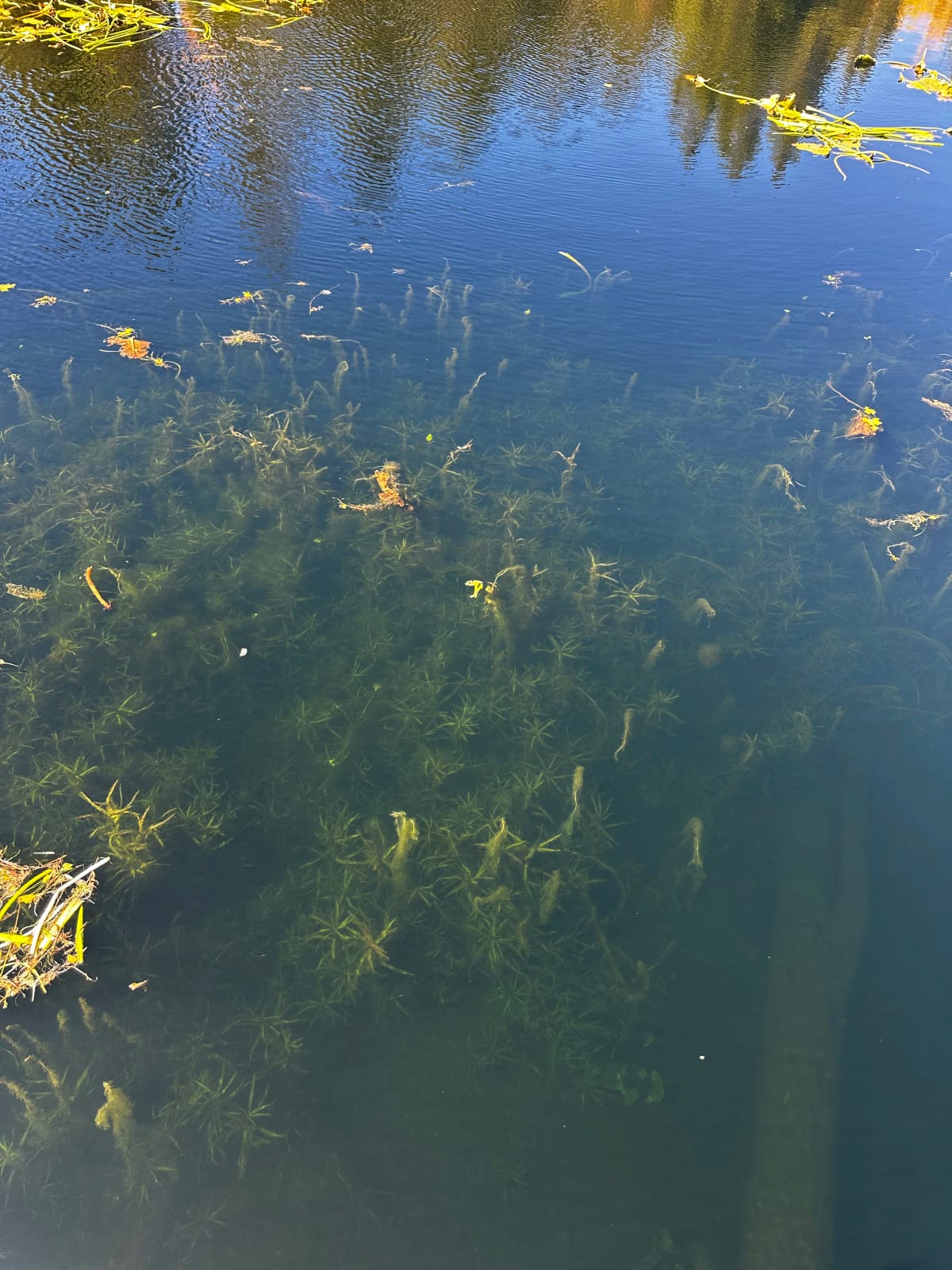 Shoreline biomass piles