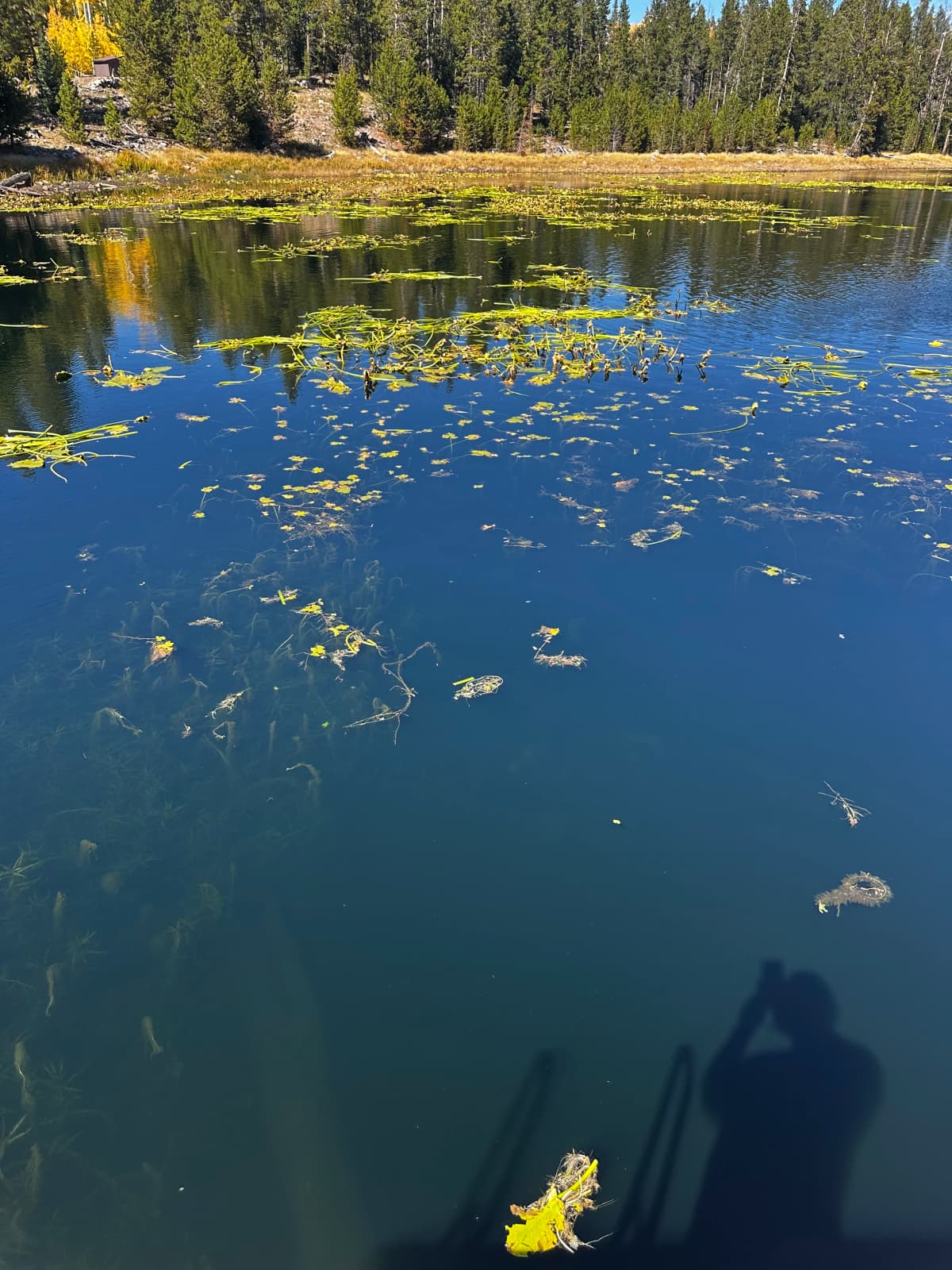 Cattails on the shoreline