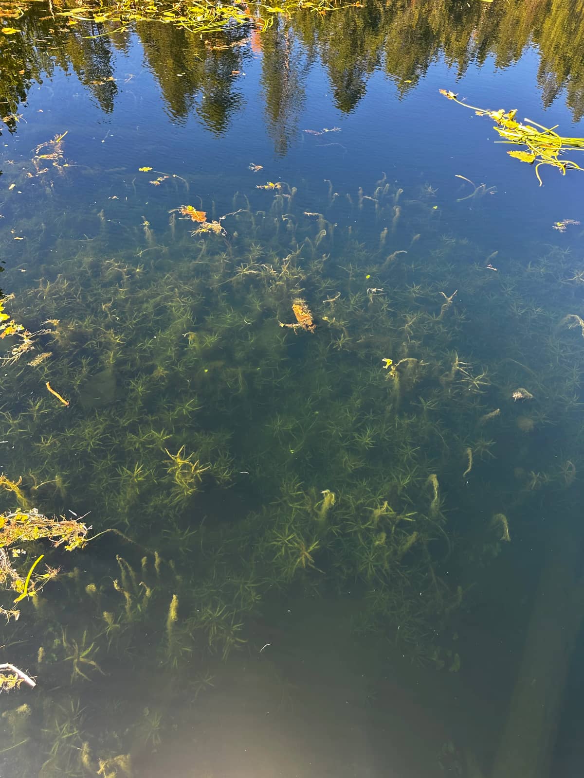 Cleared invasive stand