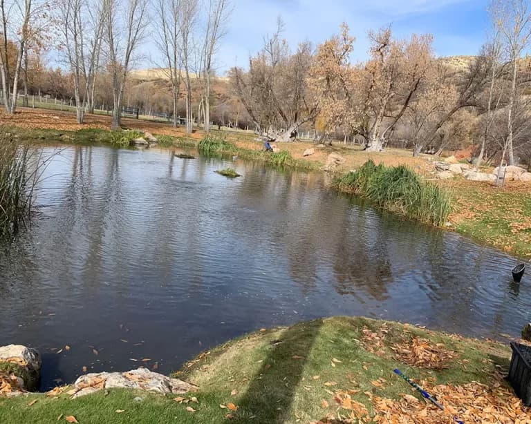 Feeding and fish management